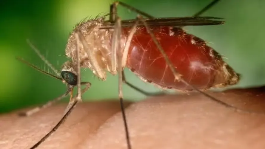 Cientistas da Fiocruz podem produzir vacina completa contra a malária