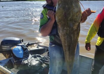 Jaú de 1,30 metro garante prêmio especial no Festival Internacional de Pesca Esportiva de Cáceres