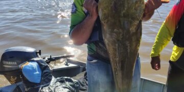Jaú de 1,30 metro garante prêmio especial no Festival Internacional de Pesca Esportiva de Cáceres