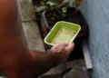 El Niño pode aumentar casos de chikungunya e dengue no Brasil