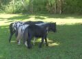 Menores que um pônei, mini-horses conquistam brasileiros e são criados como pets até em quintais de casa