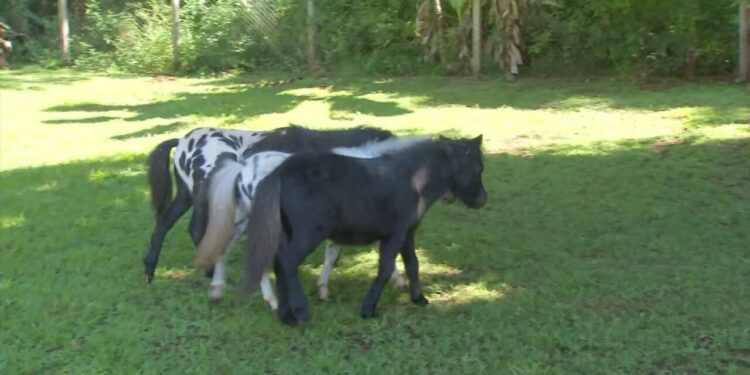 Menores que um pônei, mini-horses conquistam brasileiros e são criados como pets até em quintais de casa