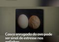 Casca enrugada do ovo pode ser sinal de estresse nas galinhas; veja por que isso acontece