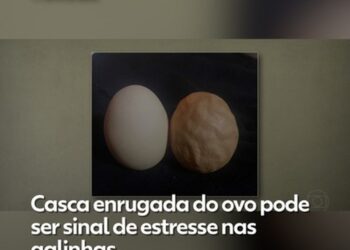 Casca enrugada do ovo pode ser sinal de estresse nas galinhas; veja por que isso acontece