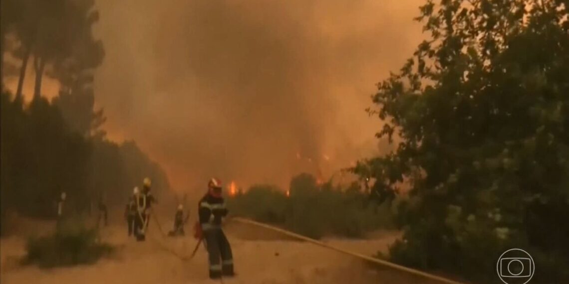 Após onda de incêndios, veja como uma raça de vaca quase esquecida ajuda a Espanha a reduzir queimadas