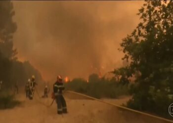 Após onda de incêndios, veja como uma raça de vaca quase esquecida ajuda a Espanha a reduzir queimadas