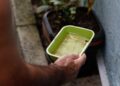 El Niño pode aumentar casos de chikungunya e dengue no Brasil
