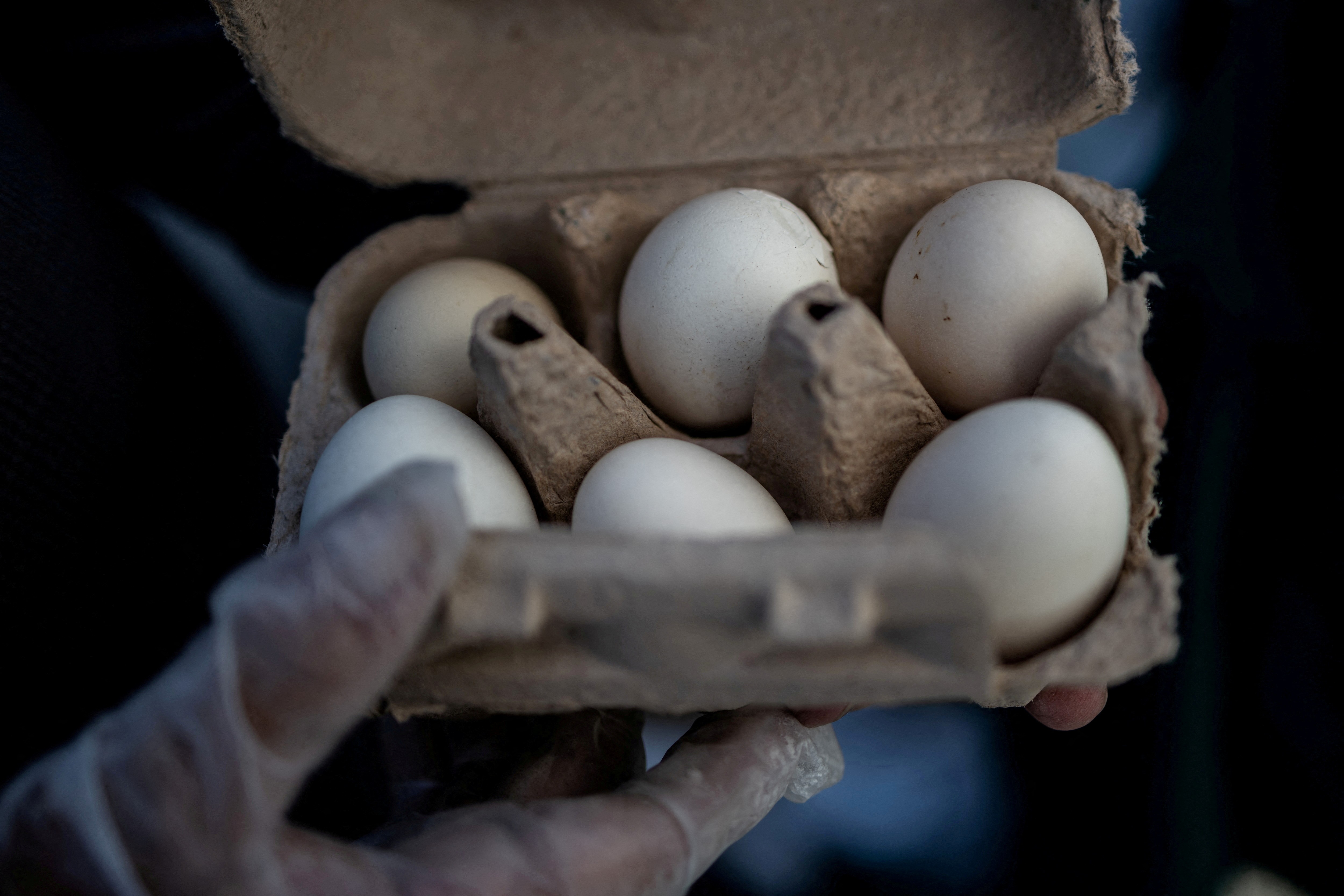 EUA fazem recall de quase 1,6 milhão de ovos por risco de salmonela