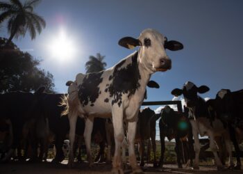 Como começar na produção de leite? Cartilha gratuita reúne orientações para produtores