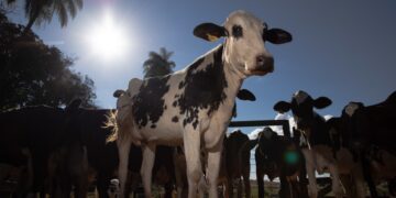 Como começar na produção de leite? Cartilha gratuita reúne orientações para produtores