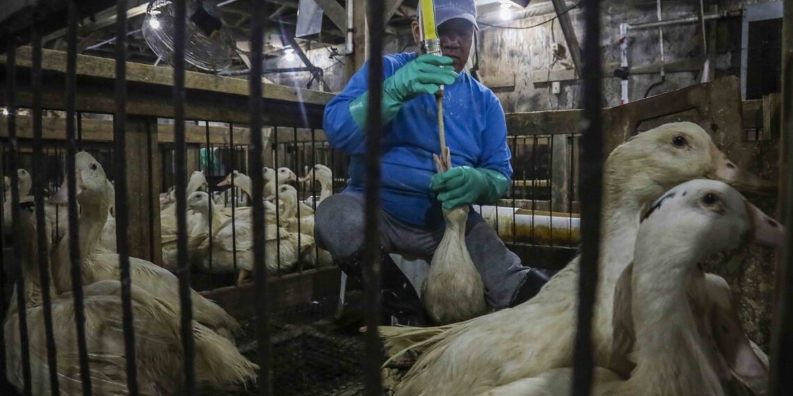 Veto ao foie gras no Brasil reacende tensão comercial com a França após acordo Mercosul-UE