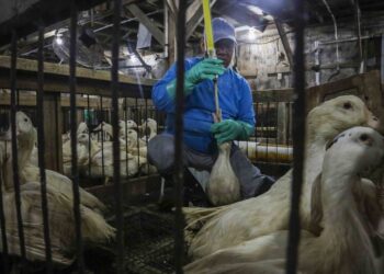 Veto ao foie gras no Brasil reacende tensão comercial com a França após acordo Mercosul-UE