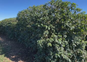 Temporais castigam cafezais e produtores aceleram colheita