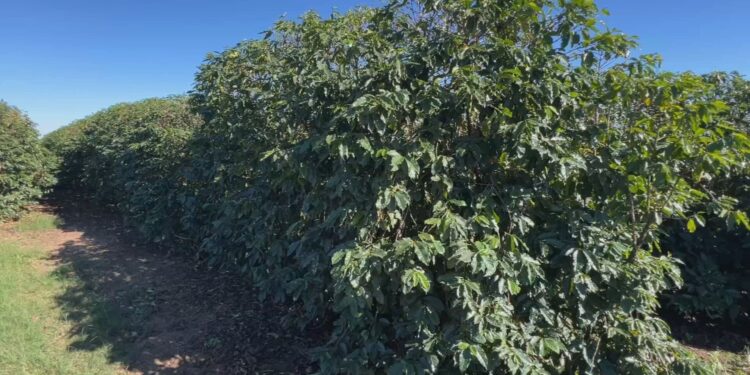 Temporais castigam cafezais e produtores aceleram colheita