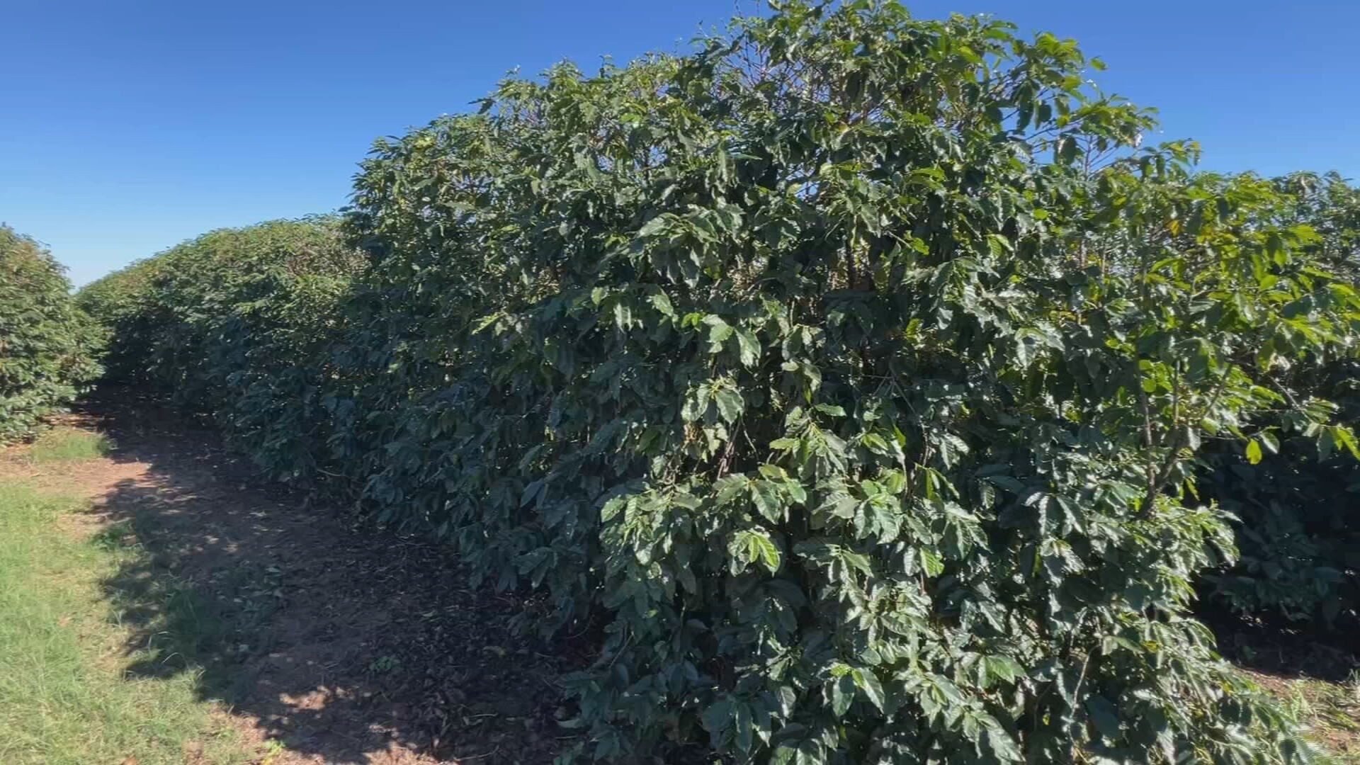 Temporais castigam cafezais e produtores aceleram colheita