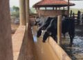 Silagem fortalece nutrição do gado nos períodos de estiagem
