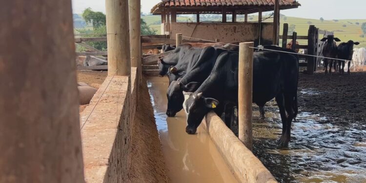 Silagem fortalece nutrição do gado nos períodos de estiagem