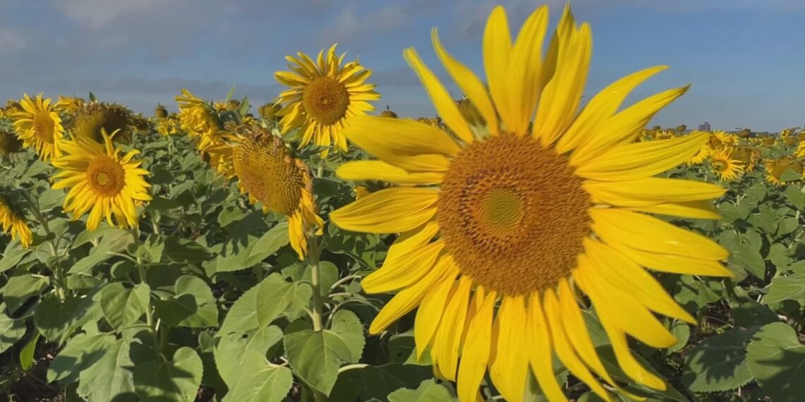 Cultivo de girassol vira alternativa de renda para produtores no interior de SP