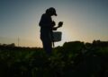 Agricultores dos EUA mudam rotina para enfrentar calor extremo