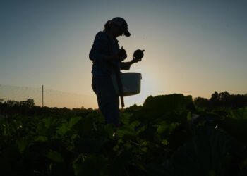 Agricultores dos EUA mudam rotina para enfrentar calor extremo
