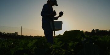 Agricultores dos EUA mudam rotina para enfrentar calor extremo