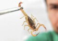 Crianças são mais vulneráveis a envenenamento por picada de escorpião