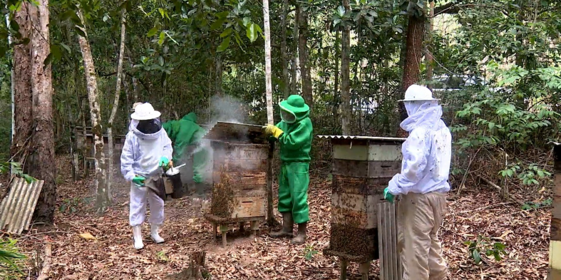 Apicultores usam áreas de preservação para produzir mel e gerar renda