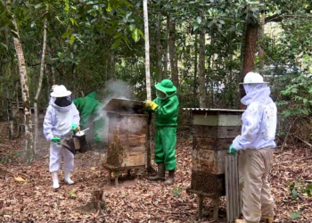 Apicultores usam áreas de preservação para produzir mel e gerar renda
