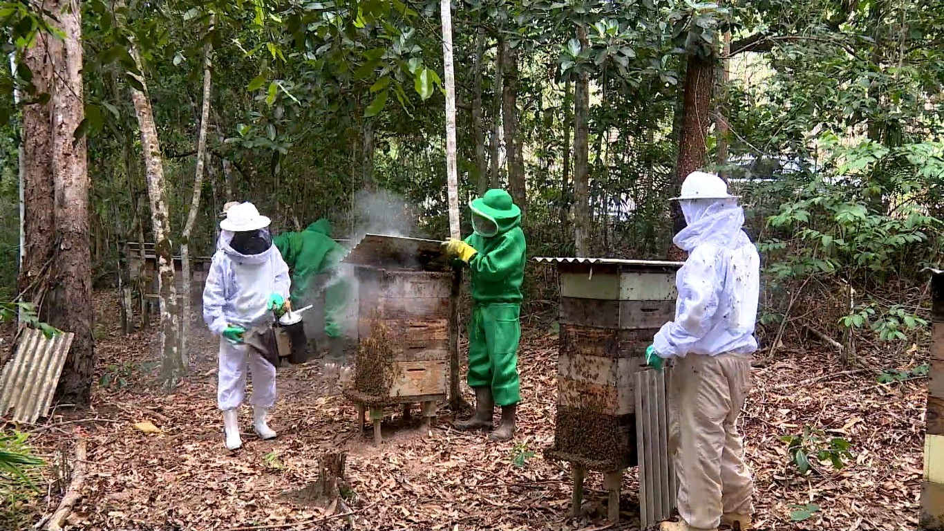 Apicultores usam áreas de preservação para produzir mel e gerar renda