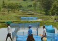Estudo alerta para avanço de bactéria em criações de peixes