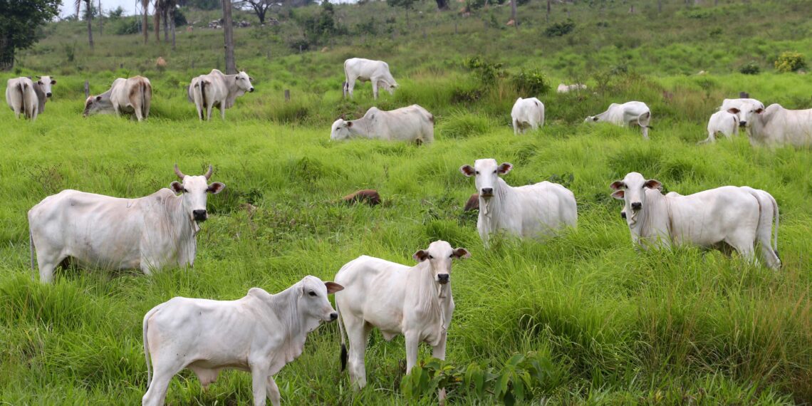 Carne brasileira: UE não flexibilizará exigências sanitárias