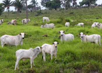 Carne brasileira: UE não flexibilizará exigências sanitárias