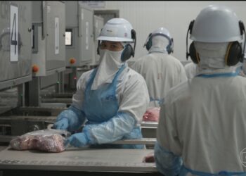 Brasil praticamente esgota cota de carne bovina à China e reduz abates, diz StoneX