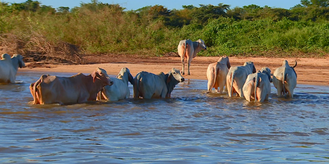 Exportadoras dizem que carne brasileira pode não conseguir atender exigências da UE sobre antimicrobianos