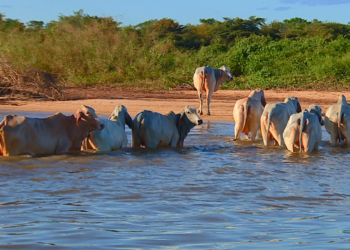 Exportadoras dizem que carne brasileira pode não conseguir atender exigências da UE sobre antimicrobianos