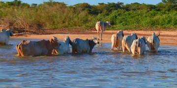 Exportadoras dizem que carne brasileira pode não conseguir atender exigências da UE sobre antimicrobianos
