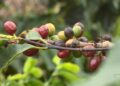 Temor de possível super El Niño faz preço do café disparar