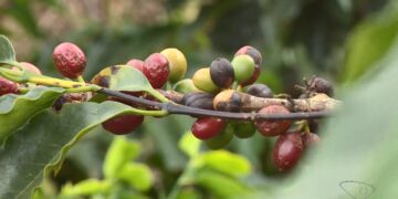Temor de possível super El Niño faz preço do café disparar