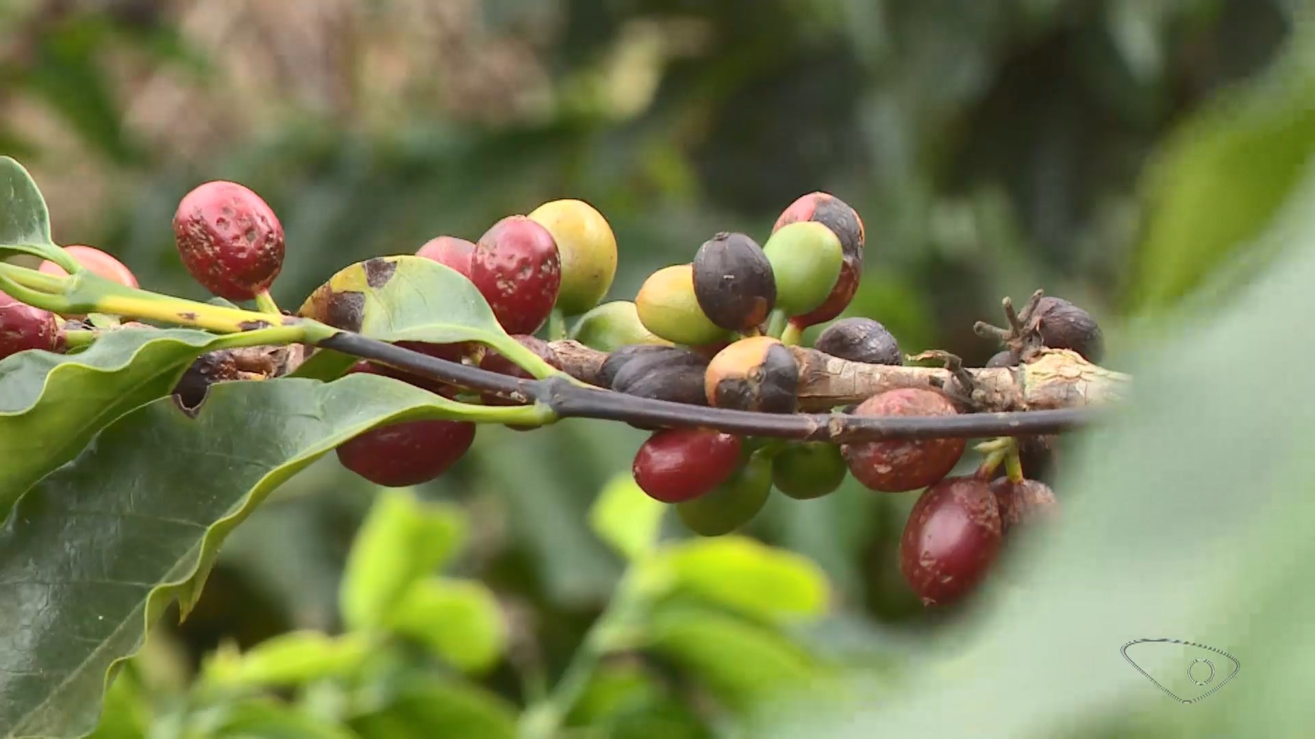 Temor de possível super El Niño faz preço do café disparar