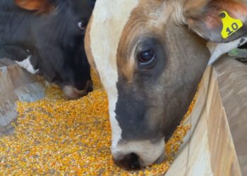Dieta puro grão para bezerros acelera ganho de peso e lucro