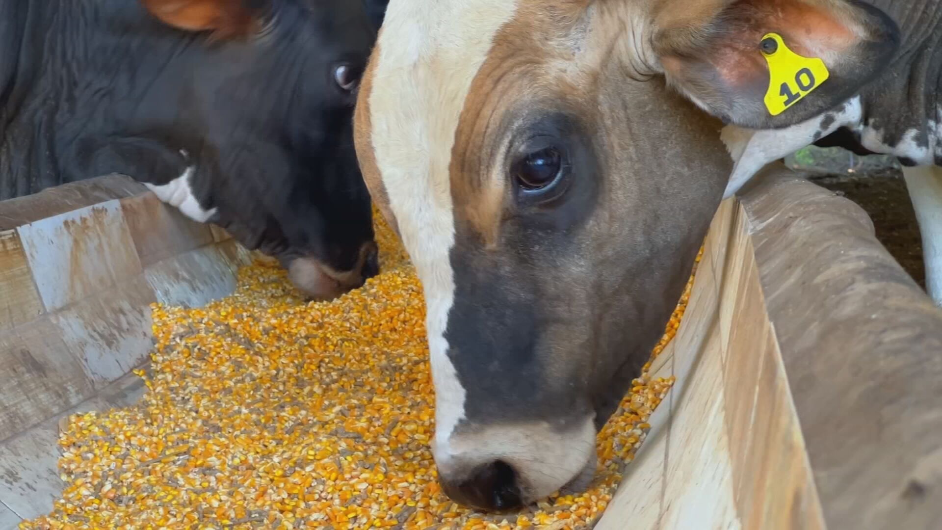 Dieta puro grão para bezerros acelera ganho de peso e lucro