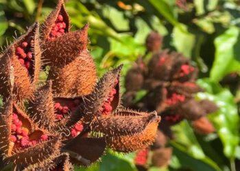 Como cultivar urucum | G1