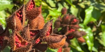 Como cultivar urucum | G1