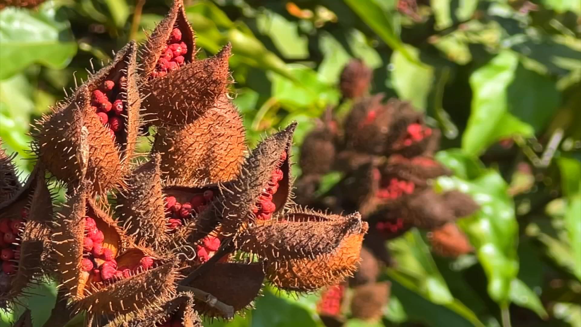 Como cultivar urucum | G1