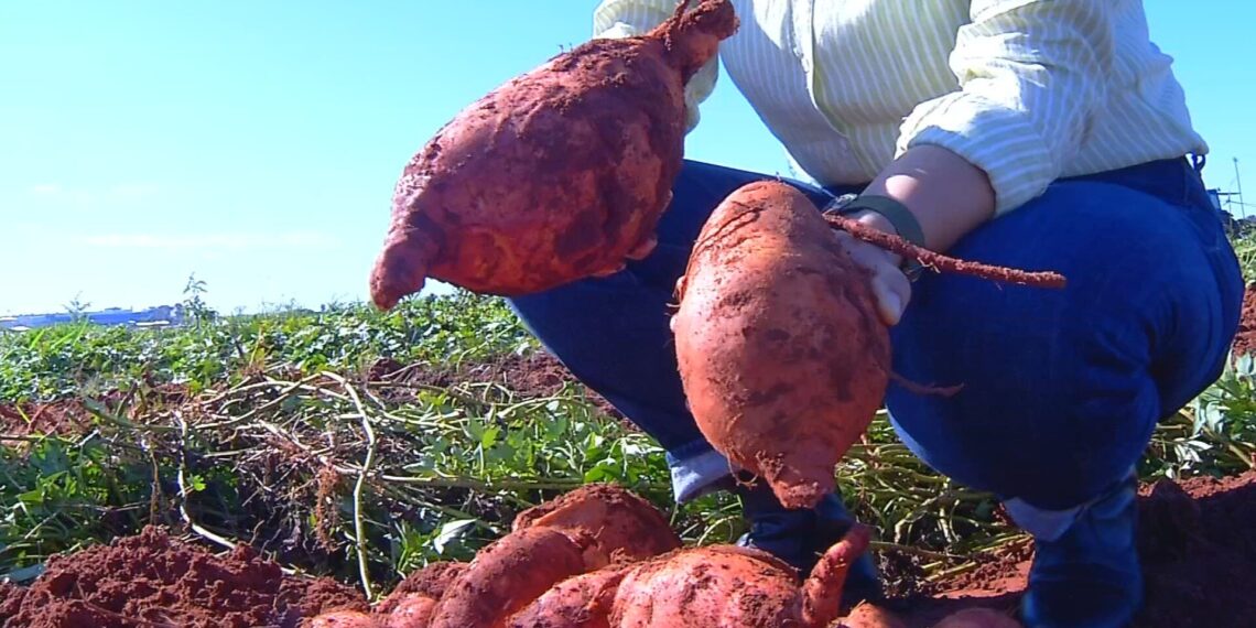 IAC desenvolve batata-doce que produz mais e tem mais nutrientes