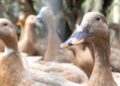 Sancionada lei que proíbe produção e comercialização de foie gras