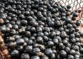 China facilita exportação de polpas e frutas congeladas brasileiras