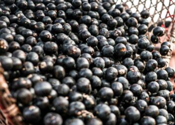 China facilita exportação de polpas e frutas congeladas brasileiras