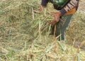 Agricultores familiares aprendem técnicas de produção de silagem para garantir alimentação do rebanho durante a seca