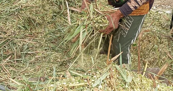 Agricultores familiares aprendem técnicas de produção de silagem para garantir alimentação do rebanho durante a seca